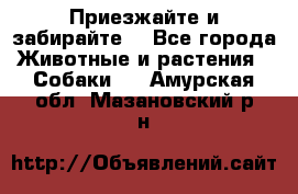 Приезжайте и забирайте. - Все города Животные и растения » Собаки   . Амурская обл.,Мазановский р-н